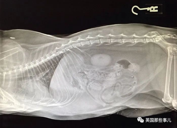 石棺裏藏貓貓，畫下還有另一副畫…X光下的各種物體原來這麽奇妙