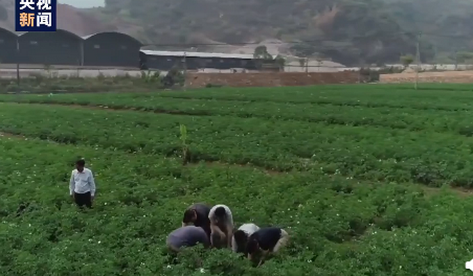 Direct seeding of academician of Chinese Academy of Engineering takes goods 1 hour to sell 25 tons of potato, the netizen breathes out continuously " conscience advocate sow "