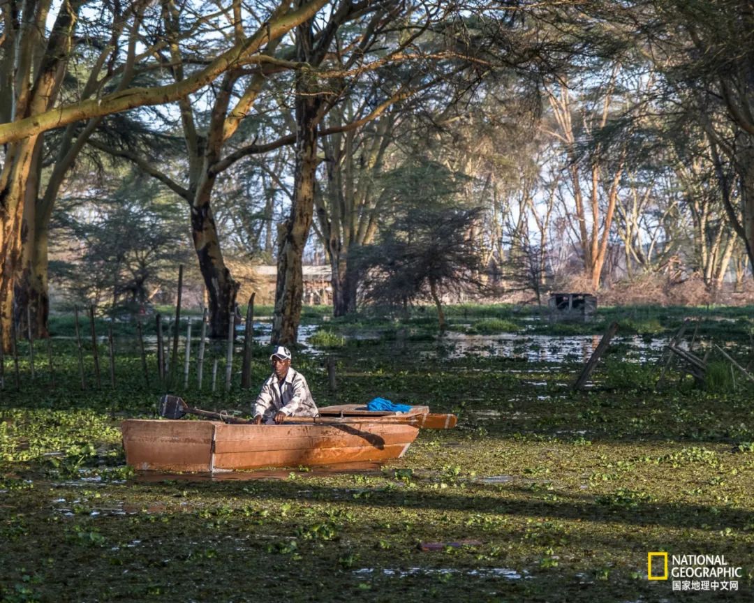 为什么非洲的河马频繁杀人？