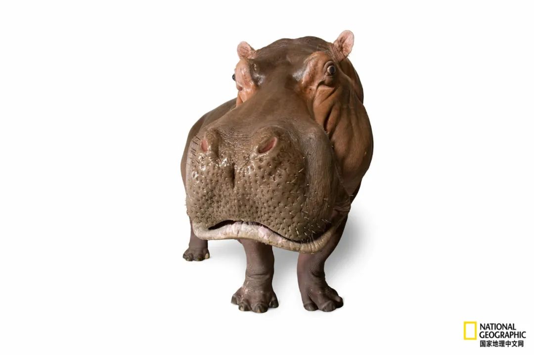 为什么非洲的河马频繁杀人？