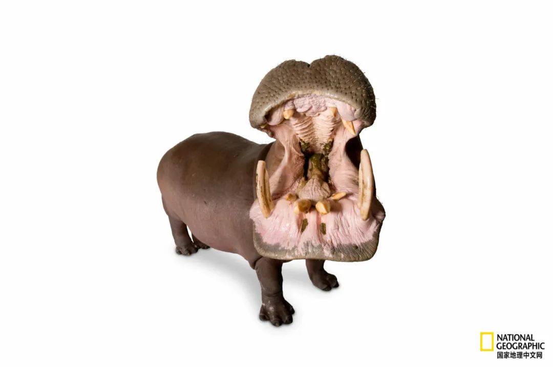 为什么非洲的河马频繁杀人？