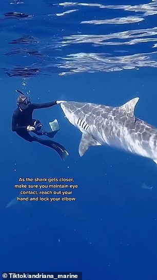 游泳遭遇鲨鱼怎么办？海洋生物学家说，把手放到它鼻子上
