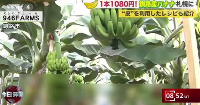 新鲜！日本栽培出可连皮食用香蕉，网友：皮太贵，吃普通的吧