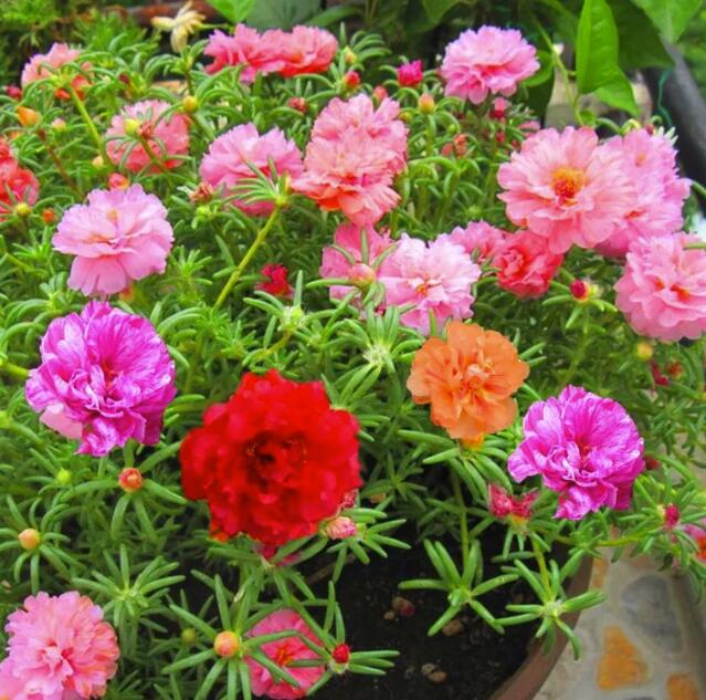 這些花隨便扔地上都能長得很好，懶人養(yǎng)花就從這里選