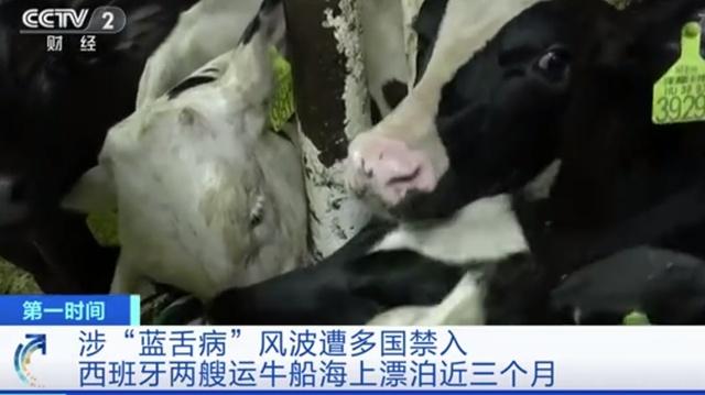 西班牙|疑患蓝舌病 西班牙两船牛海上漂泊近3个月