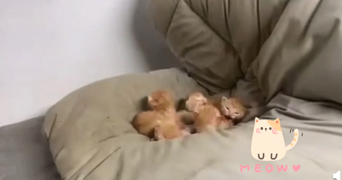 发现|学生返校发现被窝多了一群小奶猫网友:我们只长老鼠