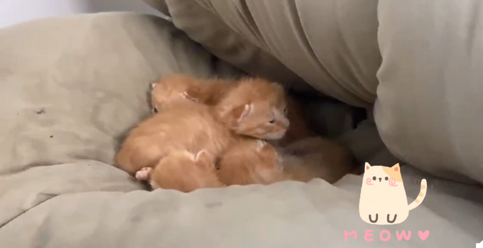 发现|学生返校发现被窝多了一群小奶猫 真是奶萌奶萌的