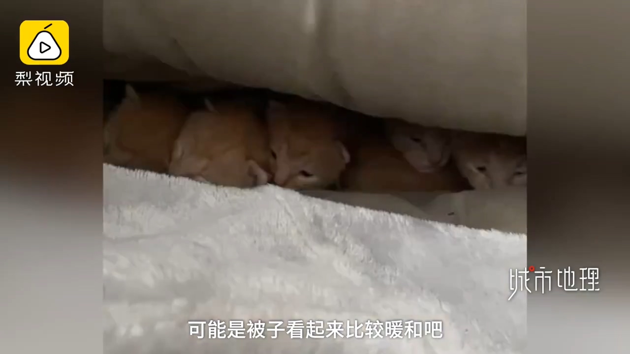 发现|学生返校发现被窝多了一群小奶猫 真是奶萌奶萌的