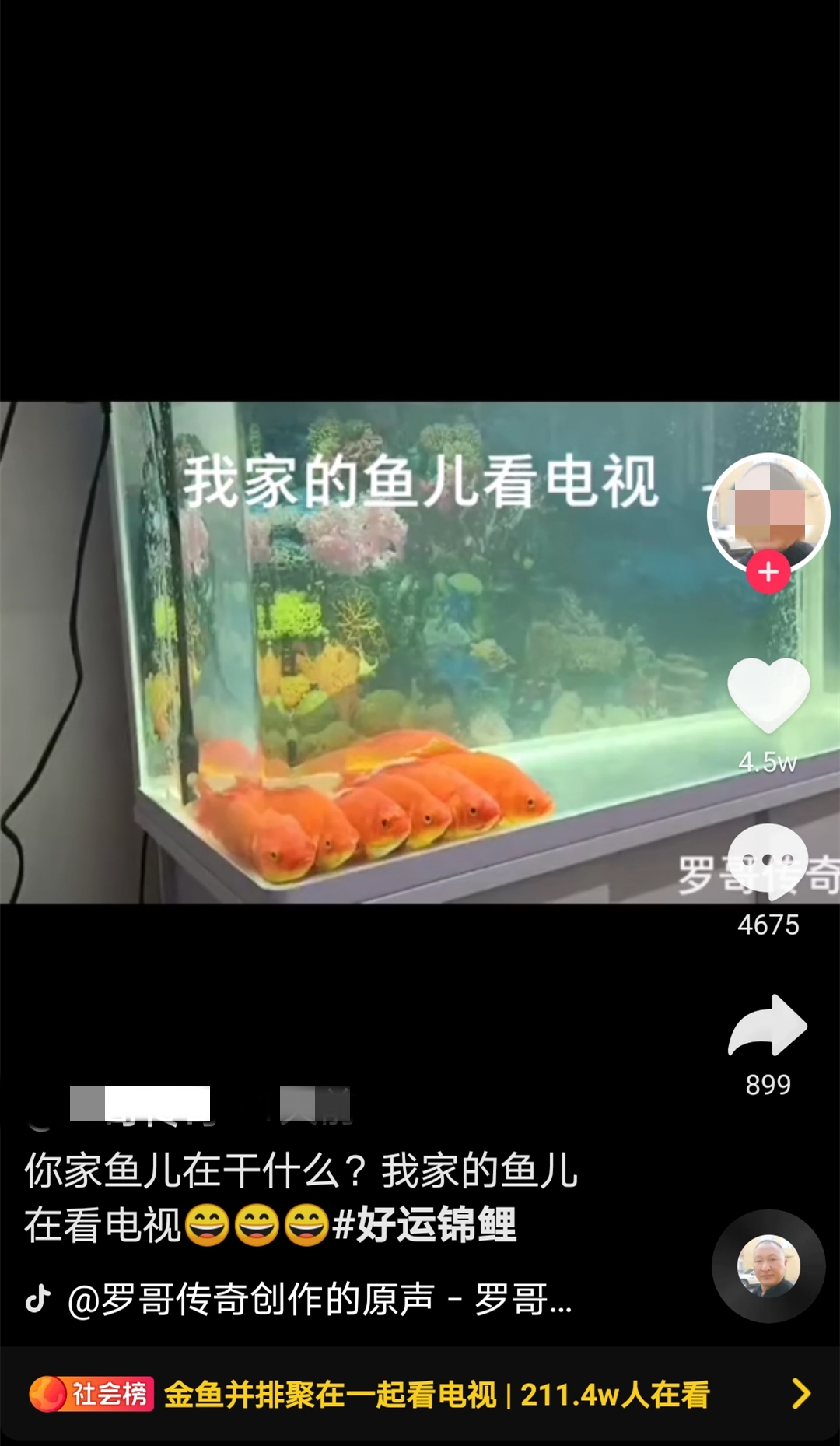 男子回家，发现6条金鱼正并排看电视！网友：放“舌尖上的中国之糖醋鱼”
