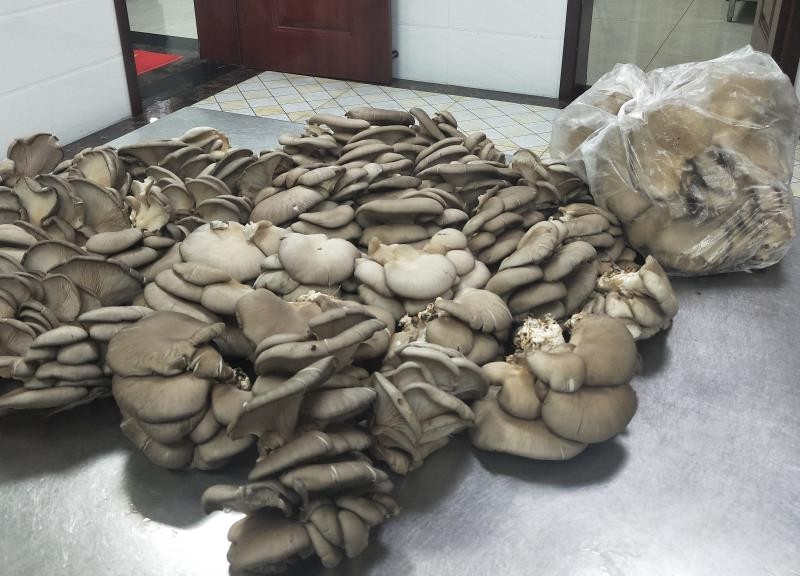 神秘男深夜多次往這里丟東西，為啥？