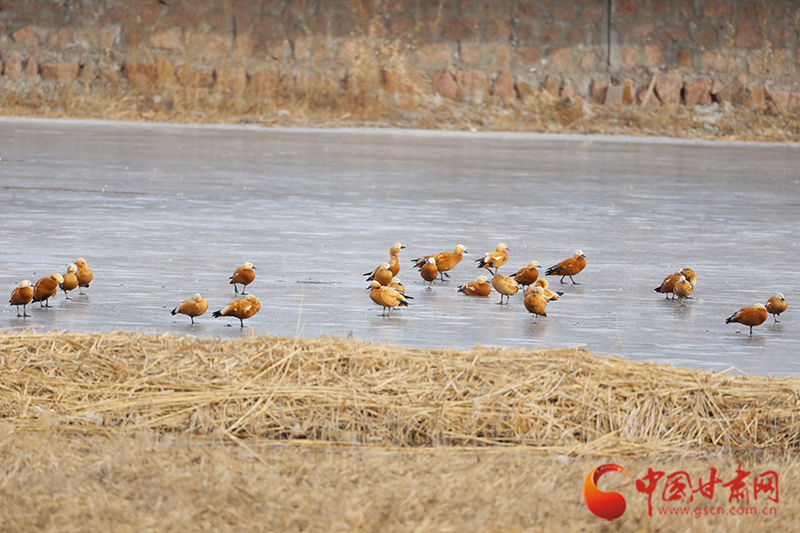 张掖国家湿地公园：春暖候鸟归