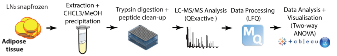 为什么会越减越肥？研究发现，可能是你的腹部脂肪在“抵抗”