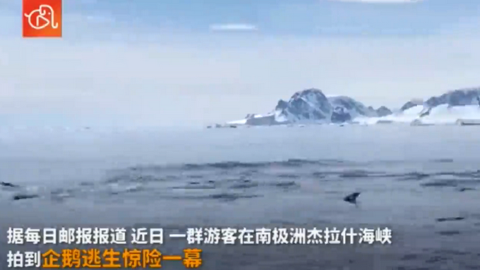 企鹅|遭虎鲸追捕 企鹅遭追捕跳上船求生