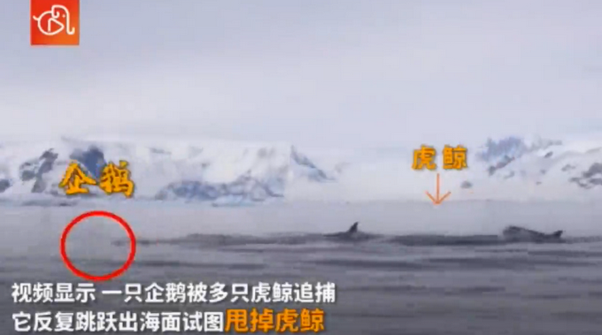 企鹅|遭虎鲸追捕 企鹅遭追捕跳上船求生