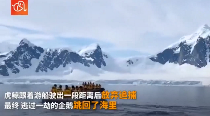 企鹅|遭虎鲸追捕 企鹅遭追捕跳上船求生