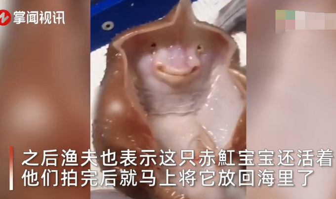 丹麦渔夫捕获赤魟宝宝！手一碰竟现神奇一幕，