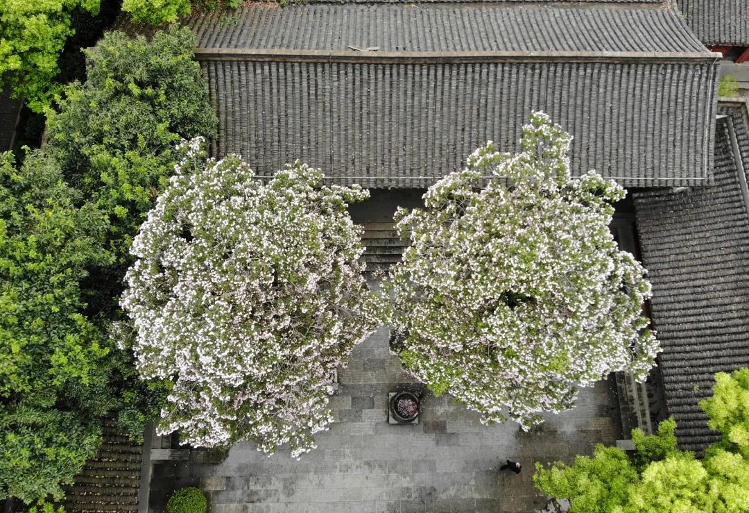 櫟椴楸桕枳檜楝柊榅桲，你都認(rèn)識(shí)嗎？