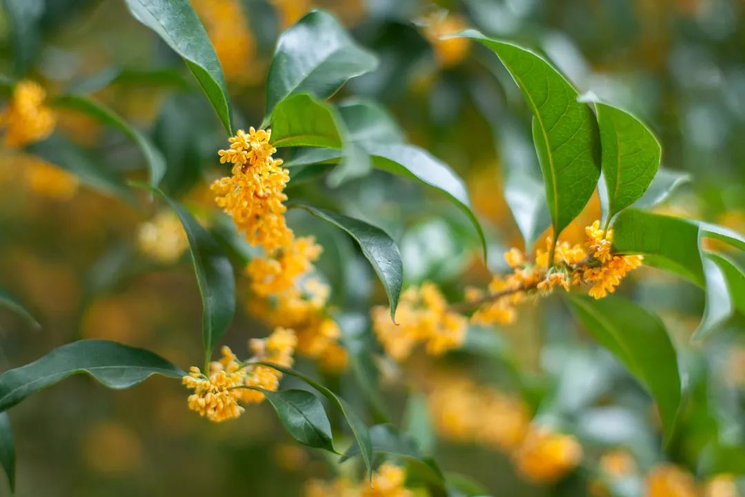 櫟椴楸桕枳檜楝柊榅桲，你都認(rèn)識(shí)嗎？