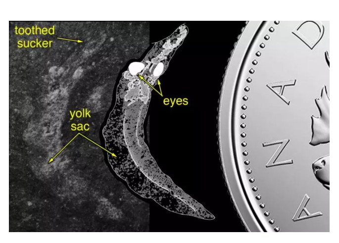 化石分析显示八目鳗并非“游动的时间胶囊”