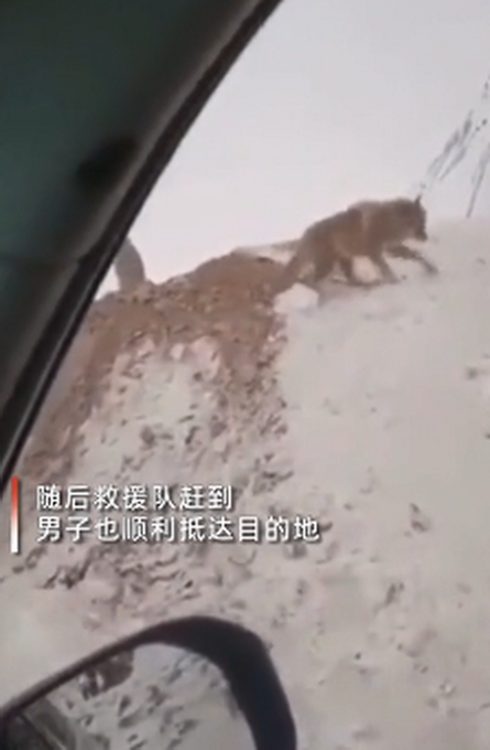 男子自驾游途经新疆车意外翻下路基，遭饥饿狼群围堵现场曝光