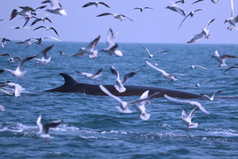 严厉打击！游客擅乘快艇出海追逐观赏“网红”鲸鱼，广西北海回应