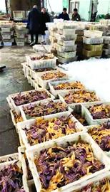 Sea star is fastened savage " net " you did not discuss