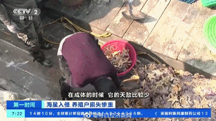 青岛胶州湾海星泛滥原因找到了！目前已捕杀约45万斤