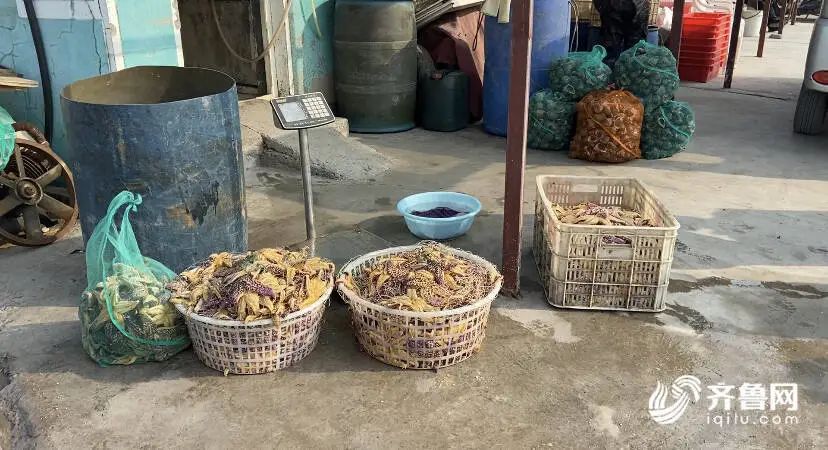 The reason with eruptive sea star of bay of Qingdao rubber administrative division was found! Catch to still need ten days