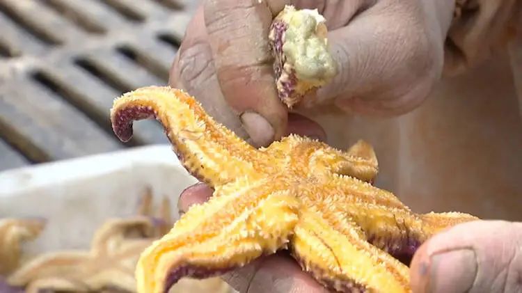 The reason with eruptive sea star of bay of Qingdao rubber administrative division was found! Catch to still need ten days