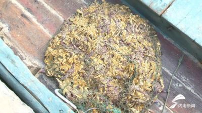 The reason with eruptive sea star of bay of Qingdao rubber administrative division was found! Catch to still need ten days