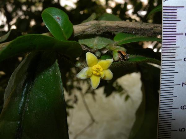 Read future of annuities of ｜ urban and rural dweller early 5 years to still can go up