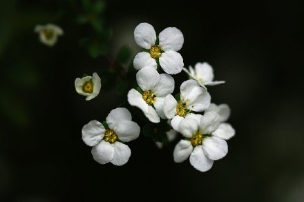 花开如瀑布 雪柳似雪花又似柳条 光明网 Mdeditor