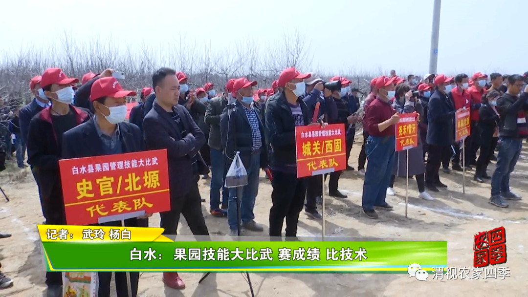 白水 果园技能大比武赛成绩比技术 白水 县市频道 渭南网