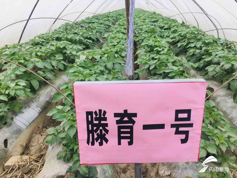 亩产万斤薯、收入过万元！界河镇马铃薯助力擦亮“滕州马铃薯”品牌