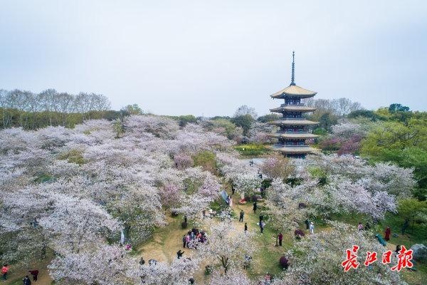 让樱花“说”更多武汉的美好故事 