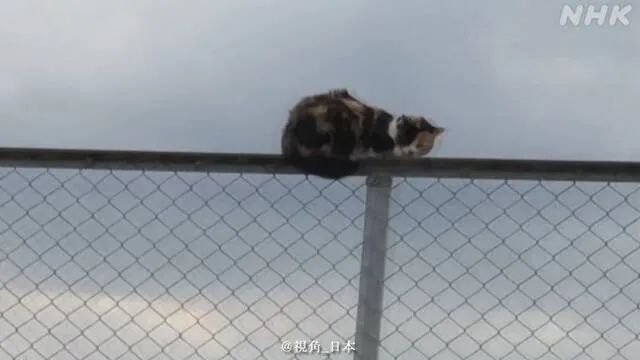 东京福冈樱花满开全国最早 福冈市高速公路限行3小时抓猫 视角日本 Mdeditor