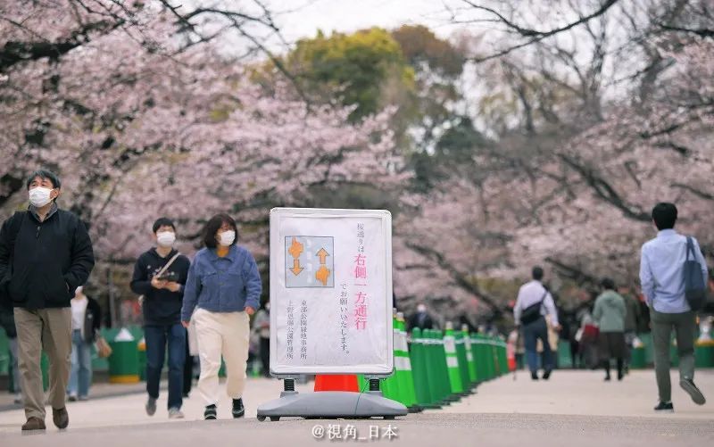 东京福冈樱花满开全国最早 福冈市高速公路限行3小时抓猫 视角日本 Mdeditor