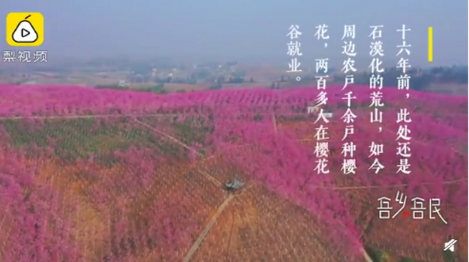 美翻了！村民花16年把荒山变粉色“画卷”，网友直呼浪漫