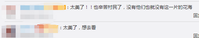 美翻了！村民花16年把荒山变粉色“画卷”，网友直呼浪漫