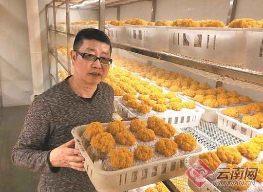 云南農業大學食用菌研究所原所長李榮春——蘑菇世界的探索者