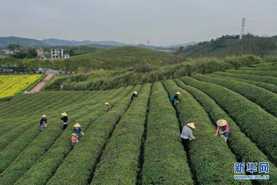 春日茶园当茶农 体验传统茶文化