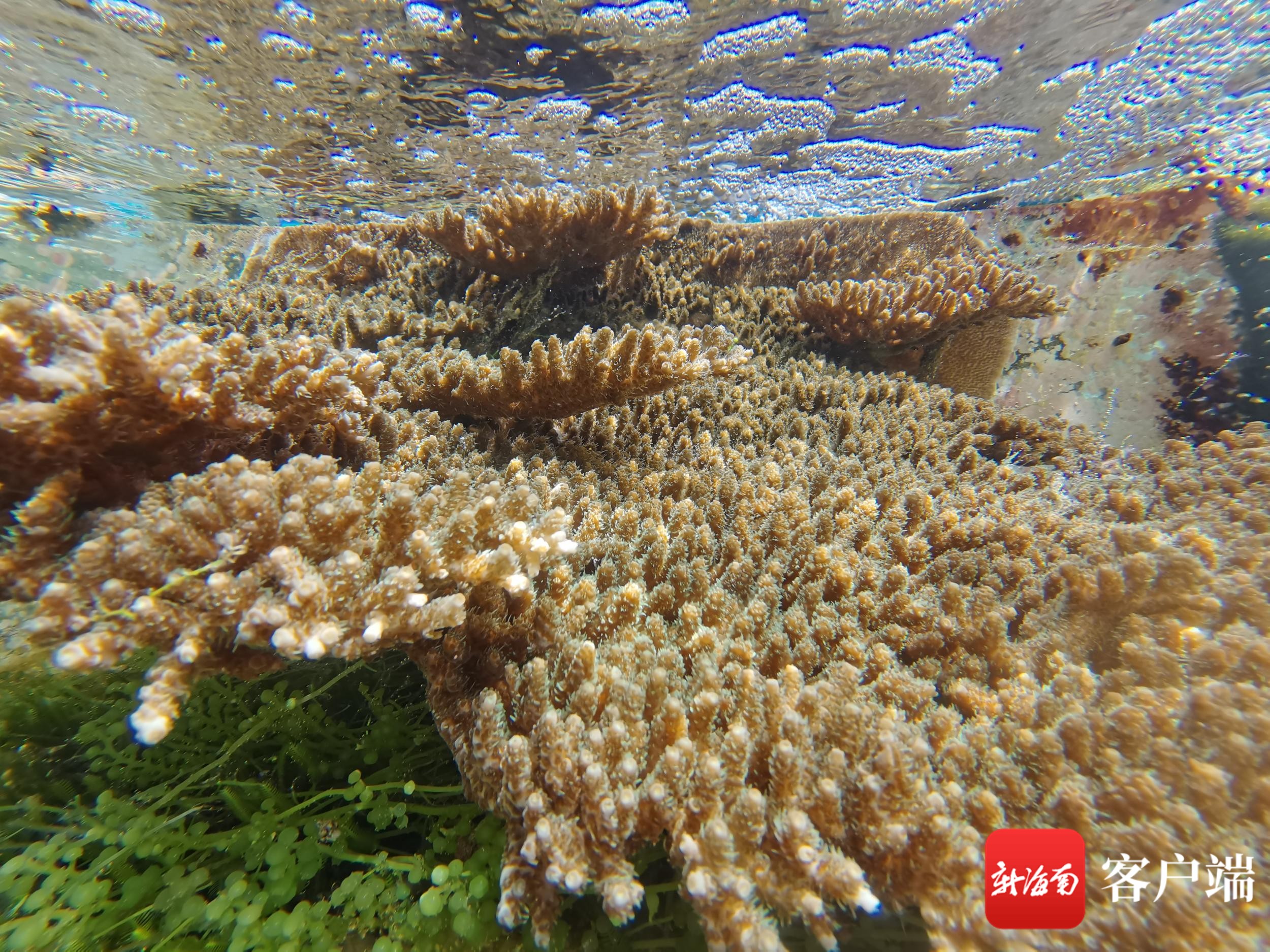 独家策划 | 海的呼唤：保护珊瑚礁，专家建议国家海水水质标准上调