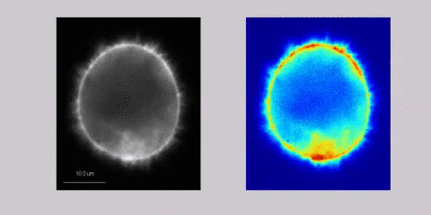 ϸ������ʱ������ļҵ���ô�֣�