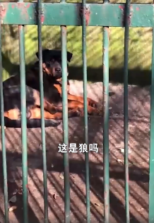 四川一家长带孩子看非洲狮，结果居然是只金毛狗！动物园回应：这是老板自家养的，绝无虚假宣传
