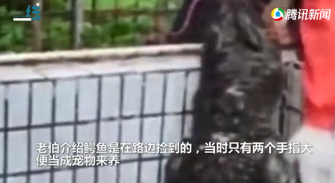老伯路边捡到手指大小动物养在家里，几年后长成巨兽吓得报警