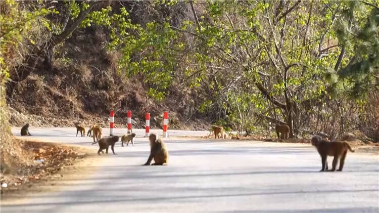 40秒丨上百只野生猕猴组团下山觅食 可可爱爱萌态十足