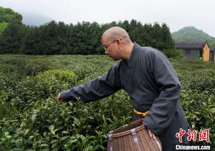 浙江杭州法净禅茶正式开采
