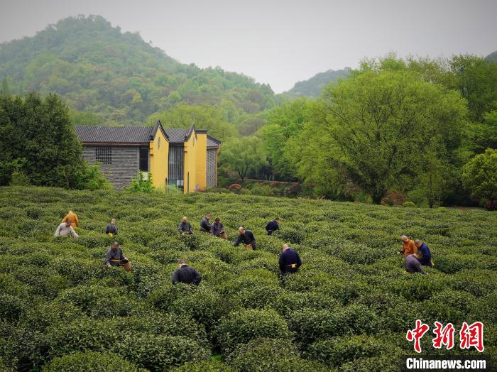 浙江杭州法净禅茶正式开采