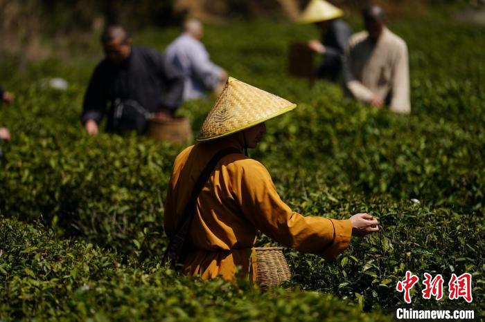 清明时节采茶忙 浙江天童禅茶文化香飘海内外