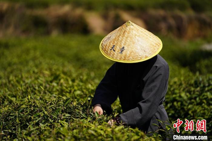 清明时节采茶忙 浙江天童禅茶文化香飘海内外